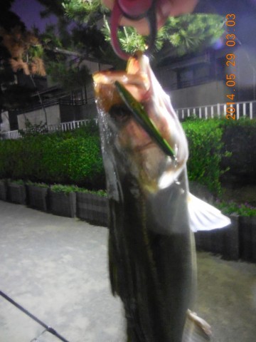 p5mrb8ryaa5fm2ynjnw8_480_480-6c12acbd.jpg