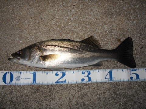 p64r6wgunuifsxjbxcc5_480_480-e448858b.jpg