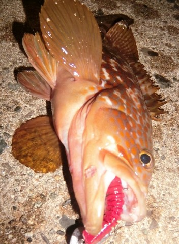 p68visihnkkfriojjt7x_480_480-fe781599.jpg