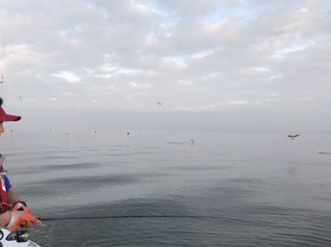 p6am677xfkdwjae2zuuj_480_359-25105c2b.jpg