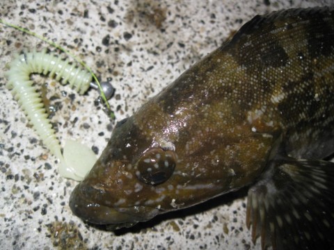 p6sorwonnmi74sxpgi54_480_480-50c18168.jpg