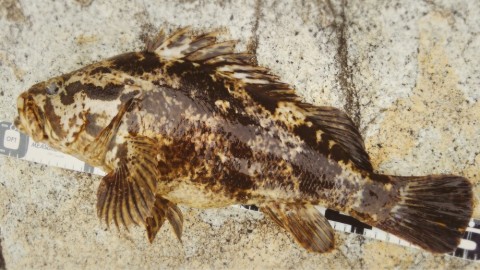 p6xoz5vhmrfjzjn5ejbr_920_518-ee063077.jpg