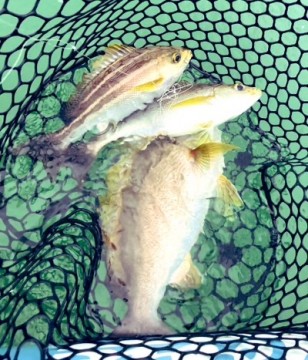 p72847tpptag7hikayiy_400_467-3678f0c6.jpg