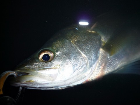 p7cxnru8cu8emkz8hz5m_480_480-21014dee.jpg