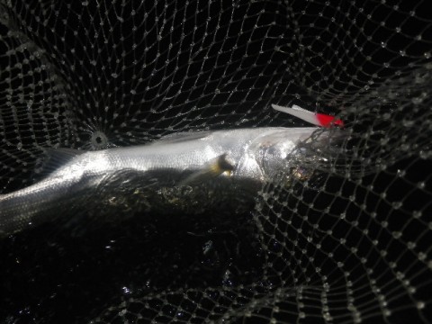 p7k5jnv7uue7di4o349f_480_480-ec89d319.jpg
