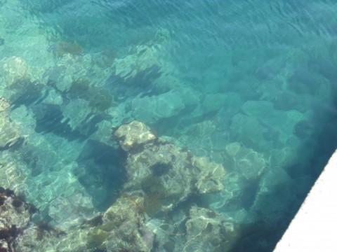 p7x667ef28d6xtzafygf_480_480-db88b46b.jpg