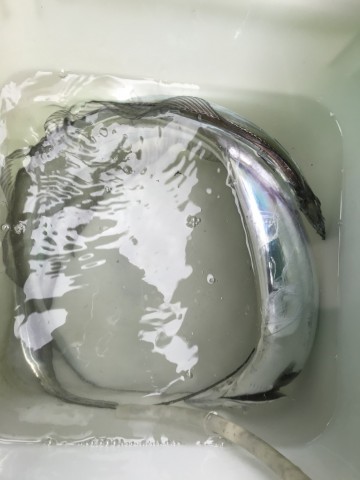 p7ymdi65p3kyjbscyont_480_480-91a9b810.jpg