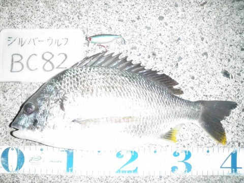 p8mdanao7tu9337gajr7_480_480-15612147.jpg