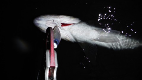 p9ab8e2ov8gun8843yk7_480_480-c44425df.jpg