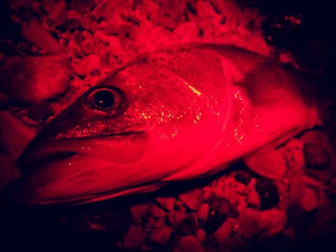 p9ejs3238mizudae3fyy_480_480-37e9a06f.jpg