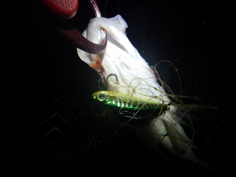 p9ngvd2ii9obunh7k9tt_480_480-bc689751.jpg