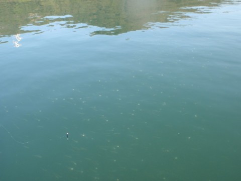 pGcQEVQz4stKQuK36amL_480_480-cc12f903.jpg