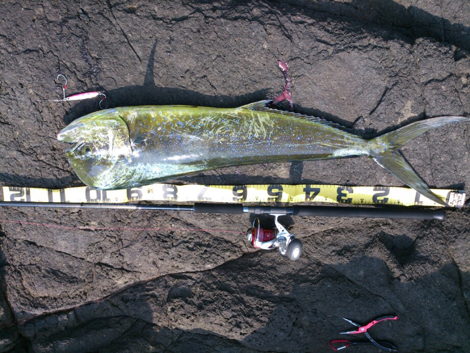 No Fishing No Dream ショアシイラメーターオーバー No Fishing No Dream ショアシイラメーターオーバー