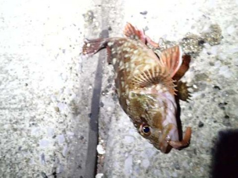 pai7ggppakiyw9yjjmuj_480_480-e1d5a689.jpg