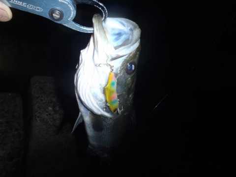 paiu64k6gbenmtn5d8iv_480_480-2cfee613.jpg