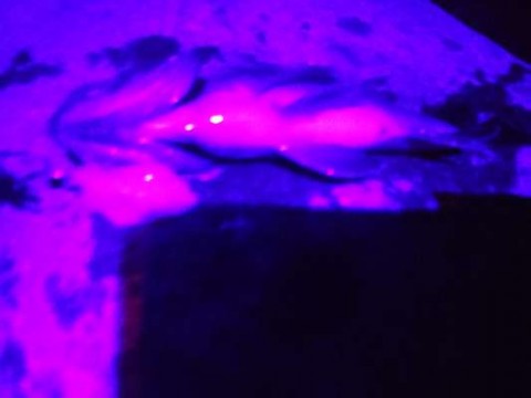 pavm9m46jtda4t5pe4te_480_480-9c84c855.jpg