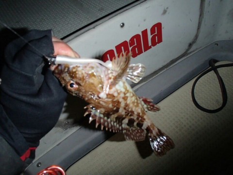 pbg3iw269w9gk8skx45c_640_480-194cabd5.jpg