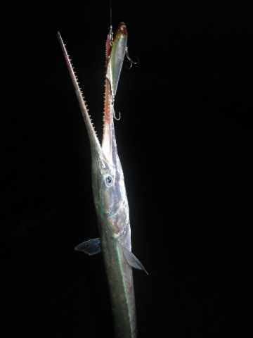 pcsjsfpzk342b469e563_480_480-da73c3d0.jpg