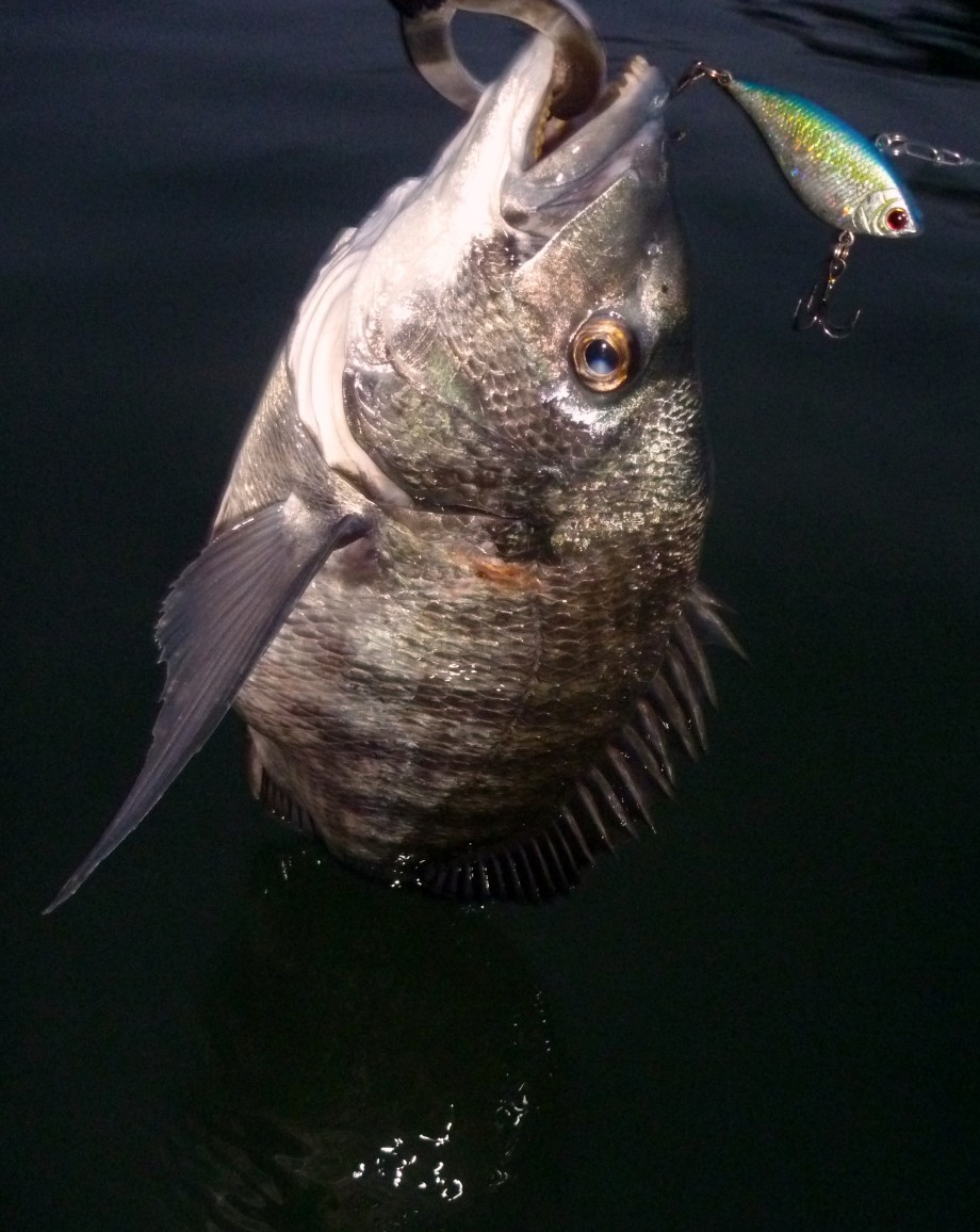 Through Fishing For The Future 1cm自己記録更新 Through Fishing For The Future 1cm自己記録更新