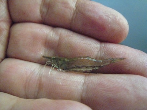 pd52bpjwdno2pwifoz4n_480_480-c09c3896.jpg