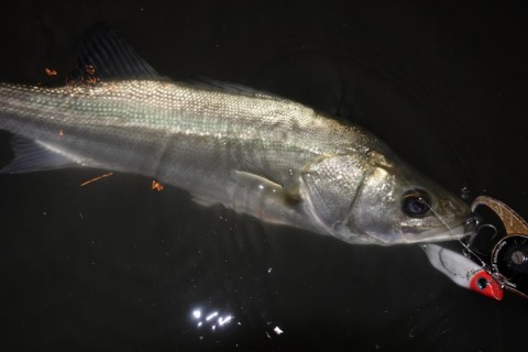 pdicoepur4bj67as9mt8_480_480-6226955b.jpg
