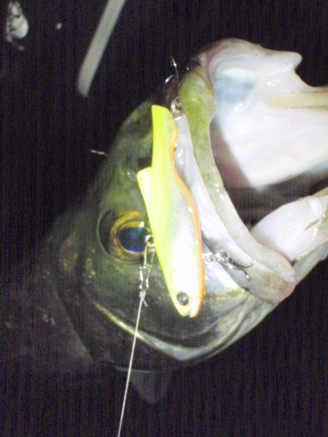 pdipvogppnsr2gkuoktr_480_480-d248537c.jpg