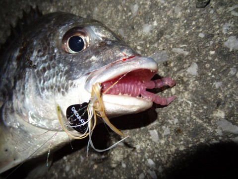 pdmnaywcawdphfv4ogh2_480_480-ef296931.jpg
