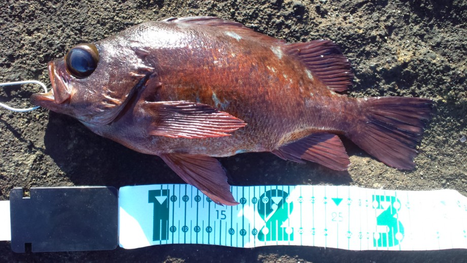 釣りログ 内房で尺メバル