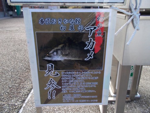 pdr9ivnhkmifekyi5dbp_480_480-71ff9f0e.jpg
