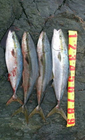 pebpj7ygoxbh26dxsu5g_559_920-5e1cbf66.jpg