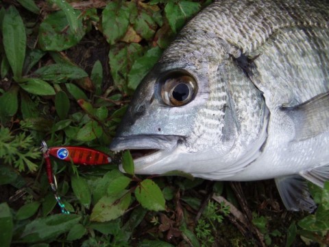 peg3pot9rj3f37f6bdc3_480_480-68b04ae2.jpg