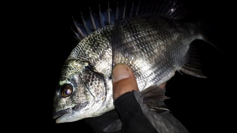 peoxpnhfnarvdcrgwe73_480_480-c6542535.jpg