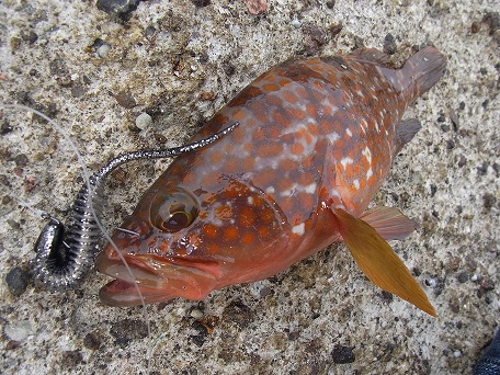 peub6cjt9xx6p9497jp8-971489d2.jpg