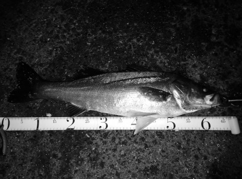 pf83zadur9zjks6b2bnw_480_480-a09f6632.jpg