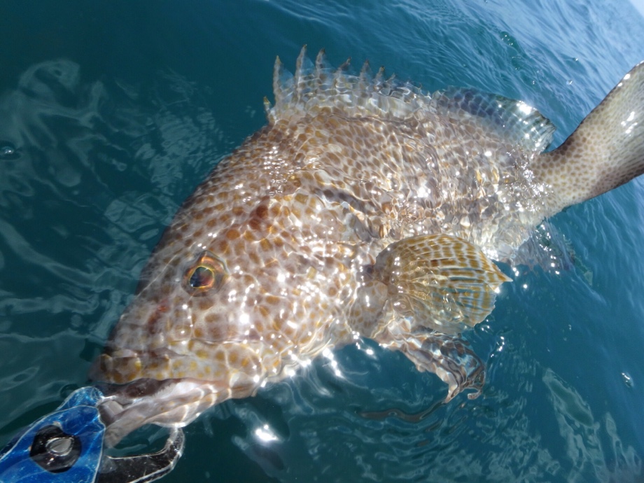 大隅釣り走り それいけ 太郎丸 ルアーイサキ極めつつあります