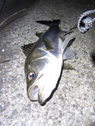 pfg5jm4kg8k53vbopawg_690_920-5e64c313.jpg