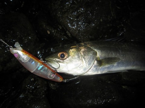 pfksofidbjhb7uykfare_480_480-8057108c.jpg