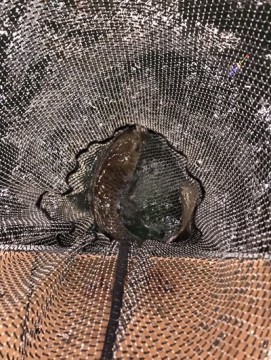 ph6vuujyoceubsi6d5c2_361_480-37f55ce5.jpg
