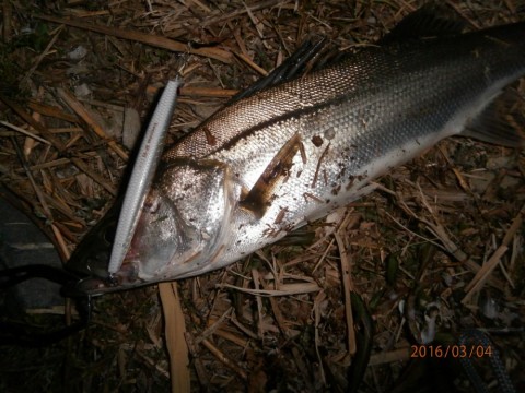 picam7wsn3sa64jmb3ua_480_480-57f96694.jpg