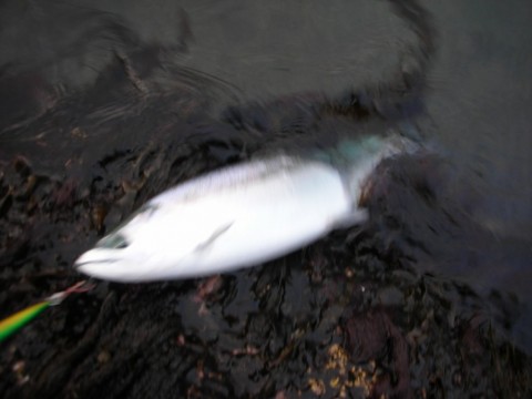 pidnr3u3yydyshd5sjd7_480_480-7c121c97.jpg