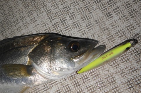 piduszpfajdjp4f8k2x5_480_480-3192e0c2.jpg