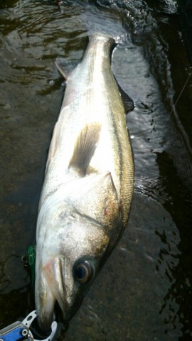 pig7dkc8xmkb4ppng4su_518_920-6d07aded.jpg
