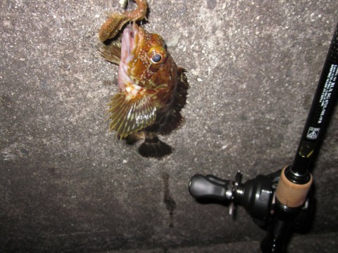 pikwv36uf9rwmjbdzimy_480_480-1fa86a4e.jpg