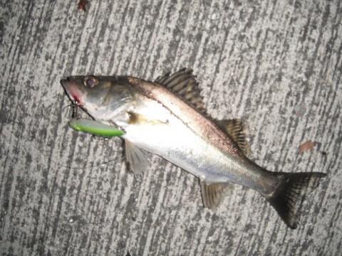 piyvj4aeymsxn2bmi6zt_480_480-b96554e9.jpg