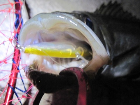 pj7j54cm2fsnmwgdg3jr_480_480-f58afbd8.jpg
