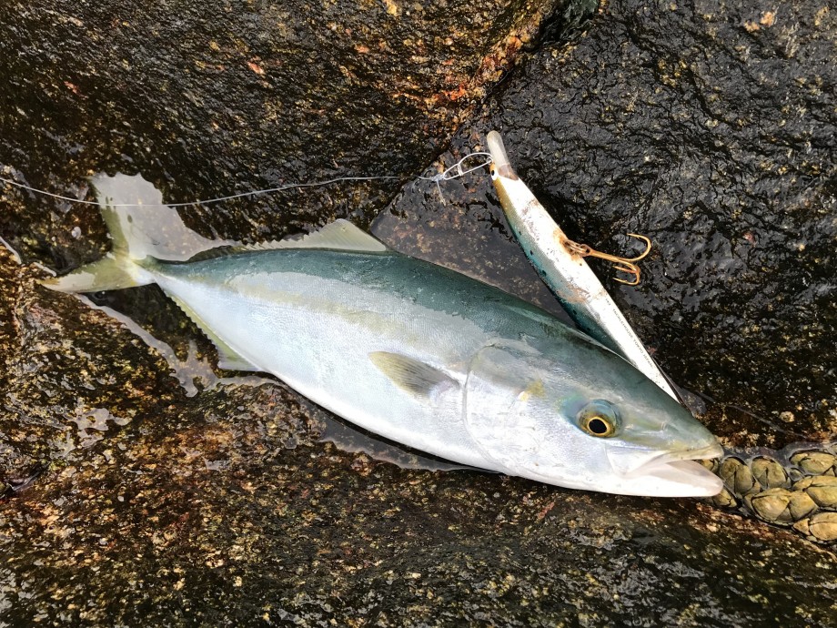 お魚捕獲奮闘記 柏島釣行 ネイリ連発