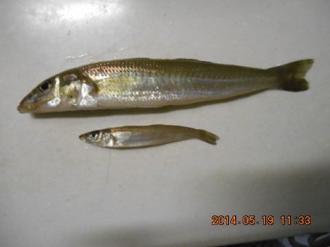 pk5dsvobc6nt9482bvdx_480_480-53cc4111.jpg
