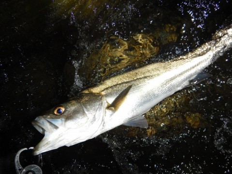 pkhtugmo74o9538cyv29_480_480-680c074b.jpg