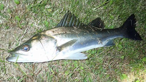 pkmokzwso823g285f6kg_480_480-bc3216f2.jpg