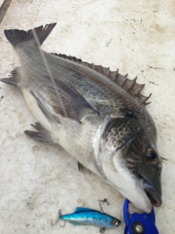 pkoi2e5rvid7x2ibki73_480_480-bec3af54.jpg